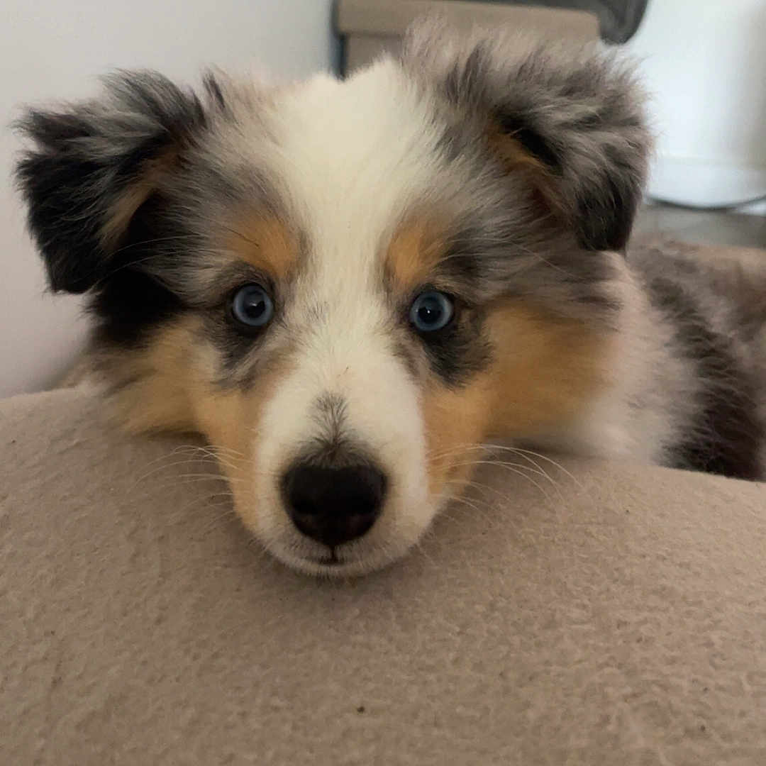 Aslo participe au concours pour gagner de l'argent avec cette photo : animal, background, basket, blue_eyes, close_up, cozy, curious, dog, ears, face, fluffy, furry, indoor, nose, pet, plush_toy, puppy, resting, soft_surface, young_dog