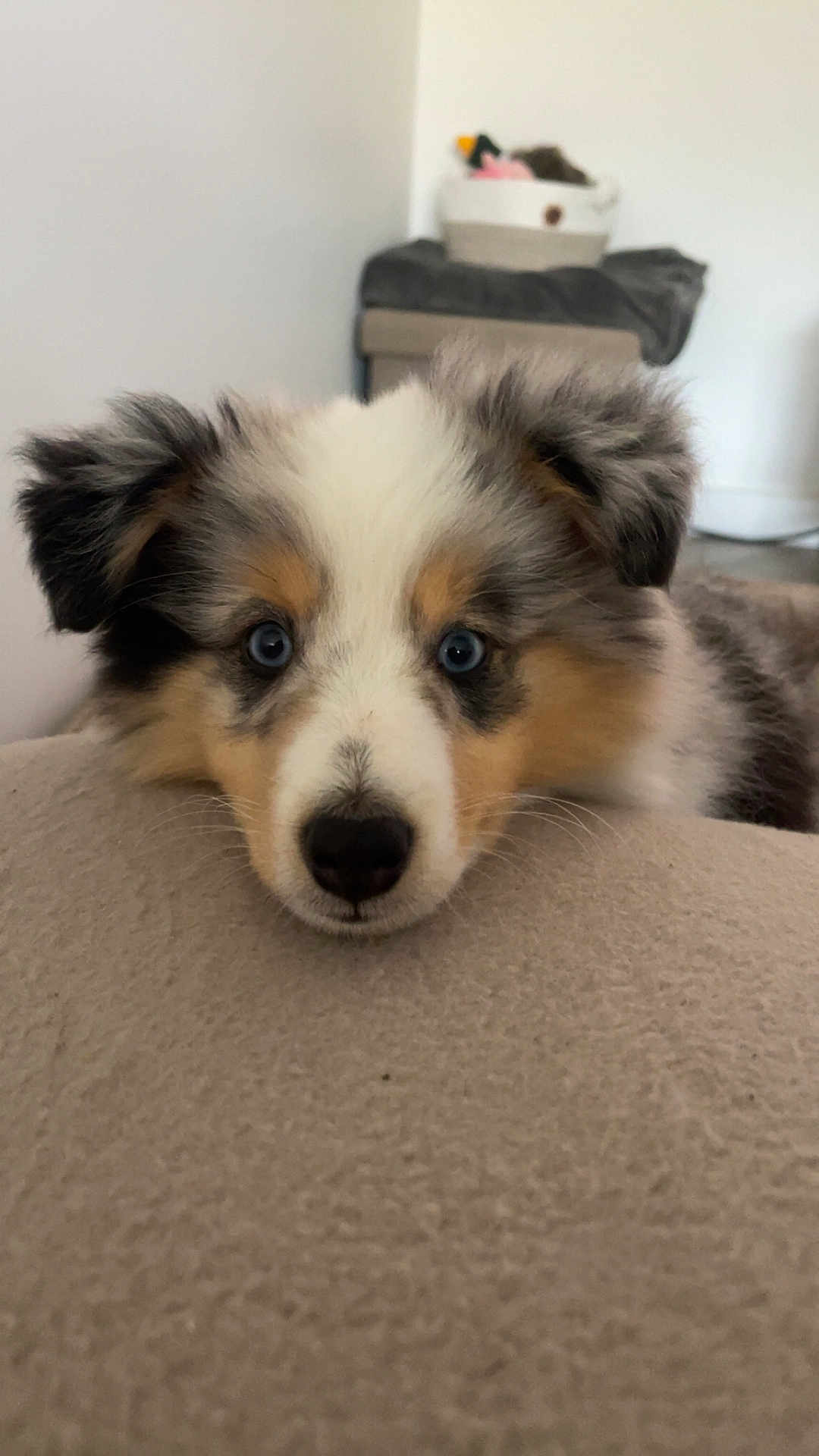 Aslo participe au concours pour gagner de l'argent avec cette photo : animal, background, basket, blue_eyes, close_up, cozy, curious, dog, ears, face, fluffy, furry, indoor, nose, pet, plush_toy, puppy, resting, soft_surface, young_dog