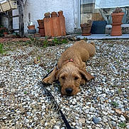 Gustave participe au concours pour gagner de l'argent avec cette photo : dog, puppy, leash, pebbles, outdoor, garden, plants, pottery, window, resting, brown, fur, small_dog, nature, animal, pet, countryside, relaxing, daylight, ground