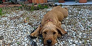 Gustave participe au concours pour gagner de l'argent avec cette photo : animal, brown, countryside, daylight, dog, fur, garden, ground, leash, nature, outdoor, pebbles, pet, plants, pottery, puppy, relaxing, resting, small_dog, window