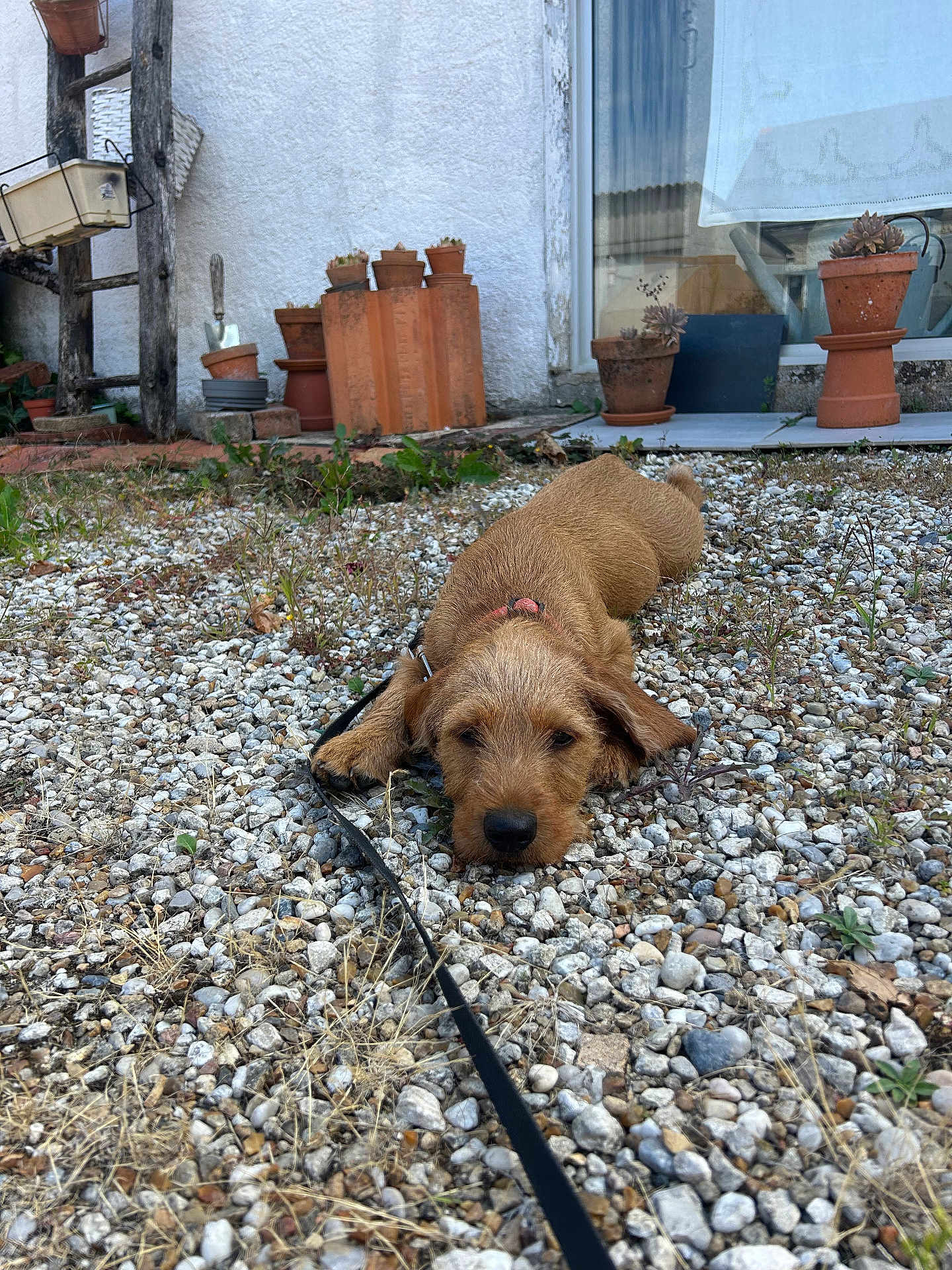 Gustave participe au concours pour gagner de l'argent avec cette photo : dog, puppy, leash, pebbles, outdoor, garden, plants, pottery, window, resting, brown, fur, small_dog, nature, animal, pet, countryside, relaxing, daylight, ground