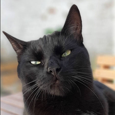 Aldo participe au concours pour gagner de l'argent avec cette photo : asian, black, black_cat, bombay, british_shorthair, burmese, carnivore, cat, domestic_short_haired_cat, felidae, korat, mammal, nebelung, small_to_medium_sized_cats, snout, vertebrate, whiskers