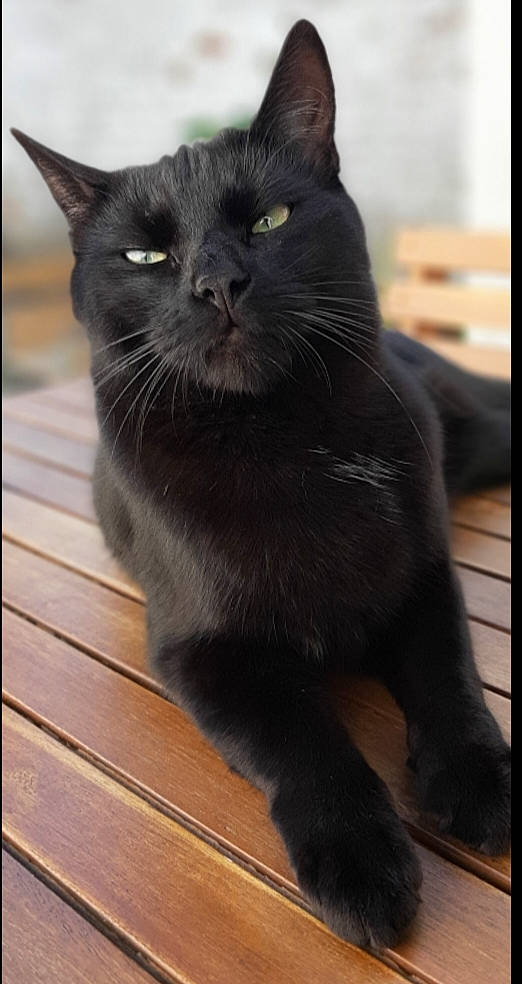 Aldo participe au concours pour gagner de l'argent avec cette photo : asian, black, black_cat, bombay, british_shorthair, burmese, carnivore, cat, domestic_short_haired_cat, felidae, korat, mammal, nebelung, polydactyl_cat, small_to_medium_sized_cats, snout, vertebrate, whiskers