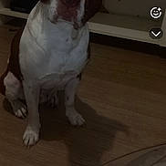 Vazquez Laura participe au concours pour gagner de l'argent avec cette photo : dog, brown_and_white, sitting, floor, wooden_floor, indoor, television, furniture, living_room, pet, canine, looking_up, phone_screenshot, user_interface, call_timer, digital_overlay, shadow, ears, face, eyes