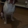 dog, brown_and_white, sitting, floor, wooden_floor, indoor, television, furniture, living_room, pet, canine, looking_up, phone_screenshot, user_interface, call_timer, digital_overlay, shadow, ears, face, eyes