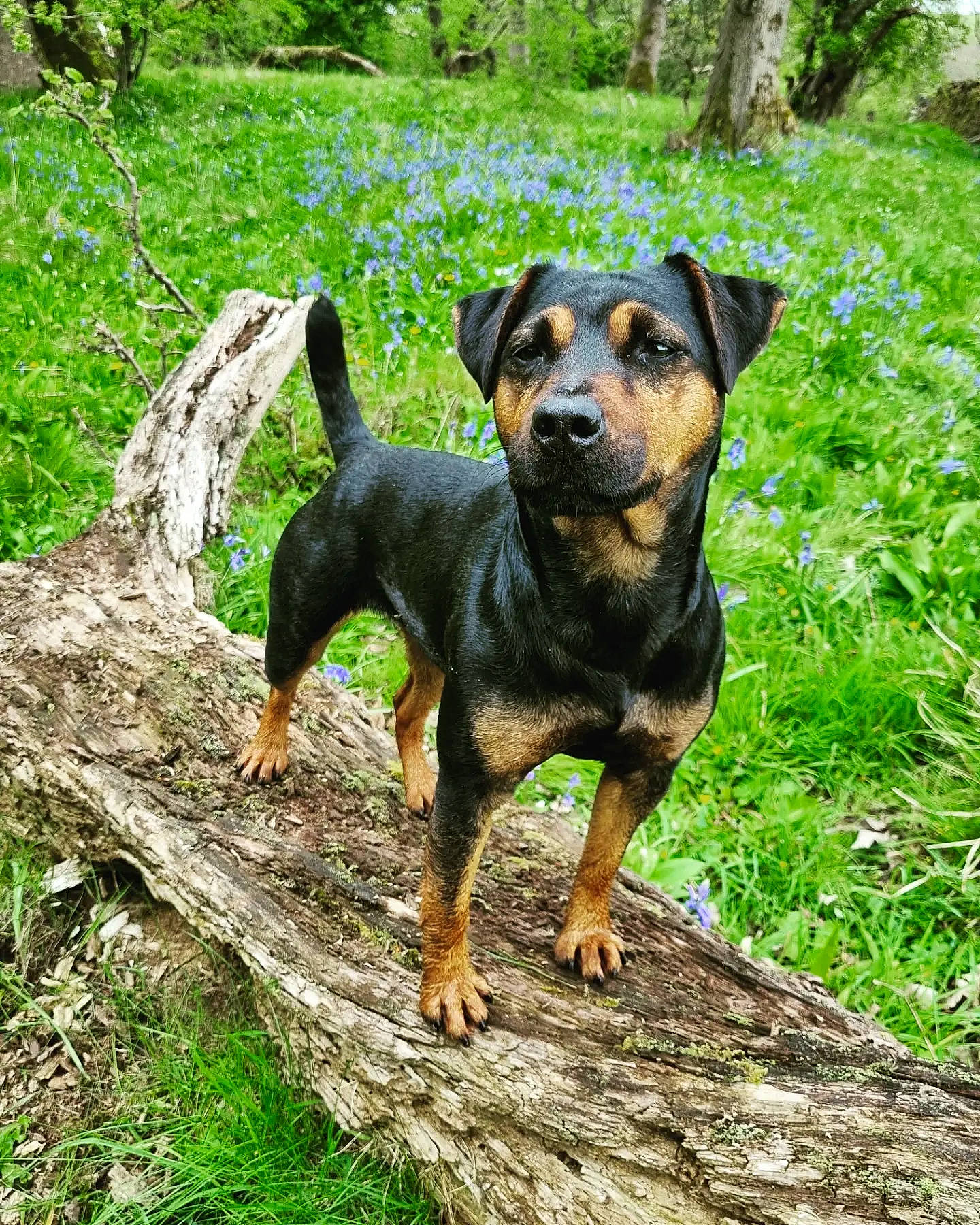 Bobbie is registered to the contest to win money with this photo: canidae, carnivore, companion_dog, dog, dog_breed, fawn, grass, guard_dog, hound, hunting_dog, pinscher, plant, prazsky_krysarik, sporting_group, terrestrial_animal, terrier, toy_dog, tree, working_animal, working_dog