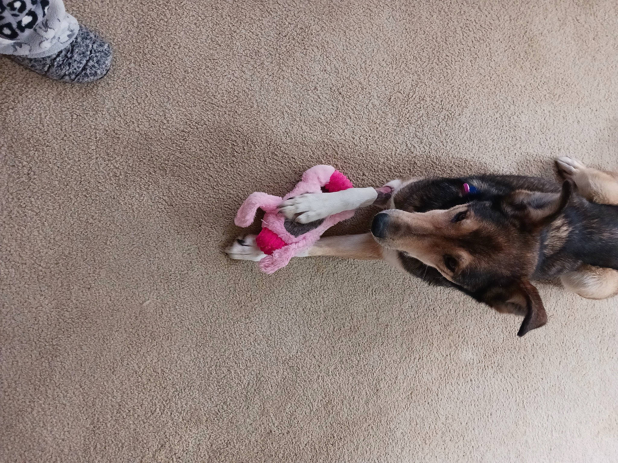 Alex is registered to the contest to win money with this photo: carmine, carnivore, comfort, companion_dog, dog, dog_breed, fawn, felidae, flooring, foot, fur, grey, hardwood, human_leg, leash, liver, paw, small_to_medium_sized_cats, tail, working_animal