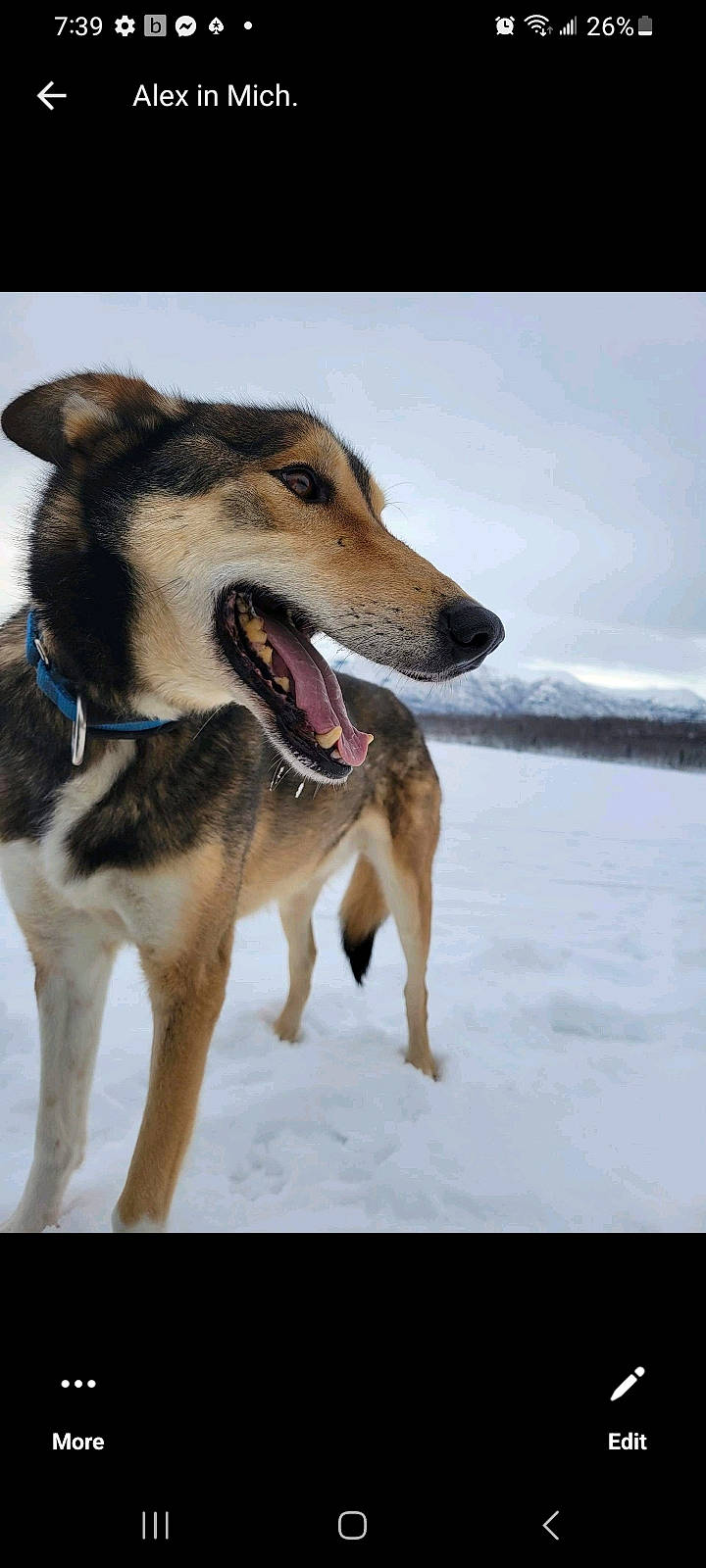 Alex is registered to the contest to win money with this photo: canidae, carnivore, collar, companion_dog, dog, dog_breed, dog_collar, dog_supply, freezing, fur, herding_dog, pet_supply, slope, snout, snow, sporting_group, terrestrial_animal, winter, working_animal, working_dog