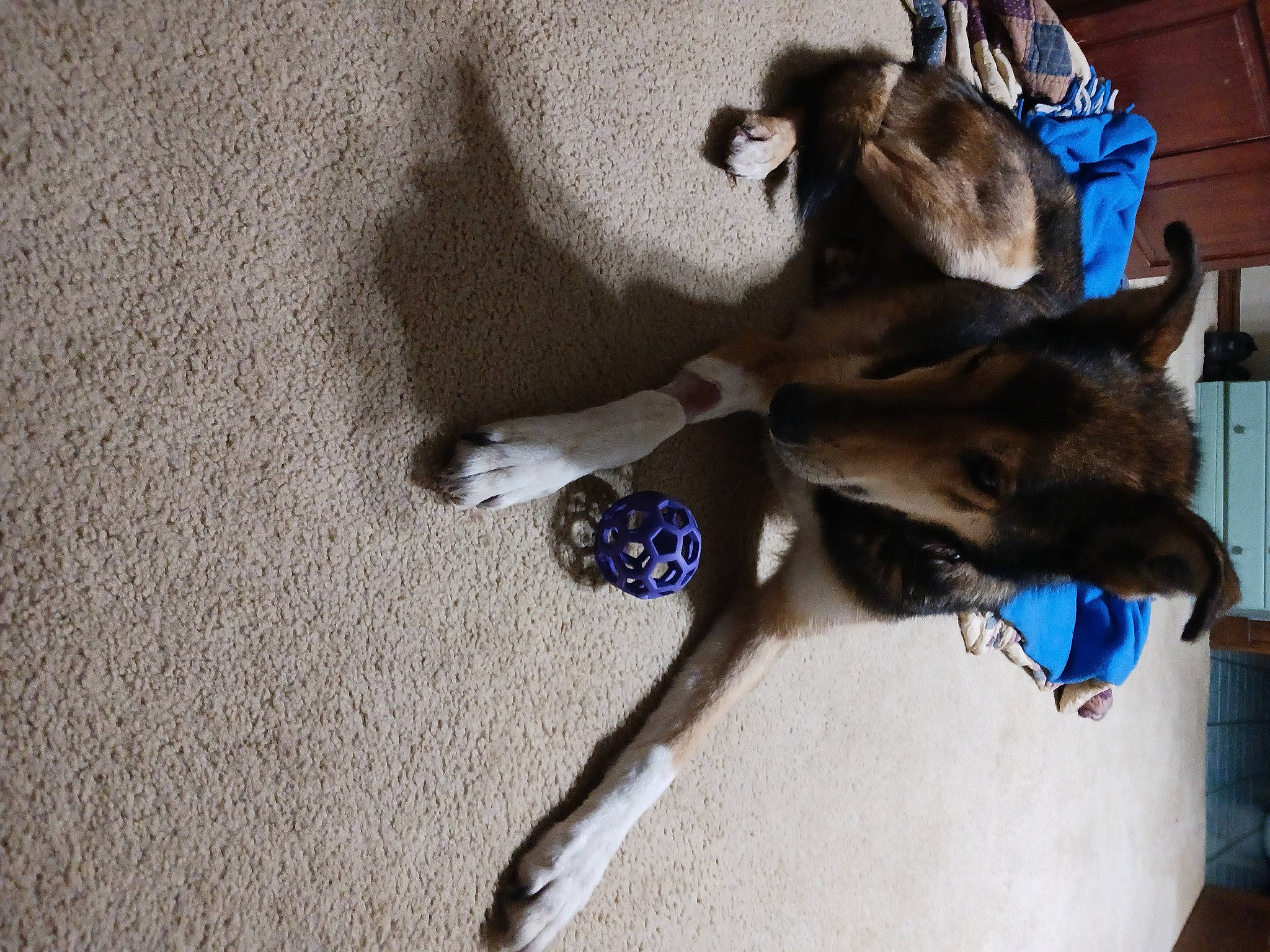 Alex joined the competition — help win amazing prizes! canidae, carnivore, collar, companion_dog, dog, dog_breed, dog_supply, electric_blue, fawn, felidae, flooring, fur, non_sporting_group, paw, small_to_medium_sized_cats, sporting_group, tail, working_animal