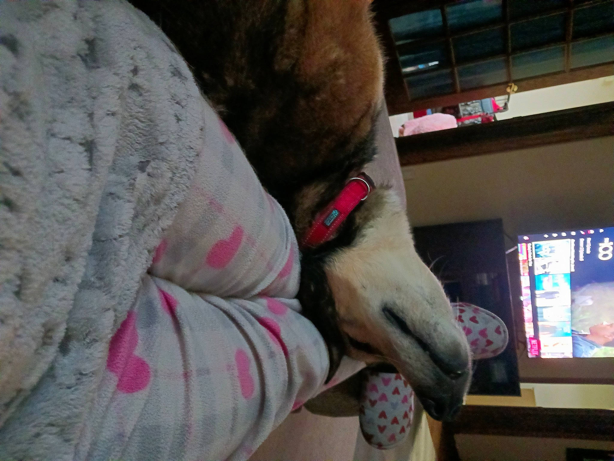 Alex is registered to the contest to win money with this photo: comfort, dinosaur, display_device, fawn, flesh, foot, fur, human_leg, machine, magenta, nail, natural_material, snout, stuffed_toy, terrestrial_animal, working_animal, wrinkle