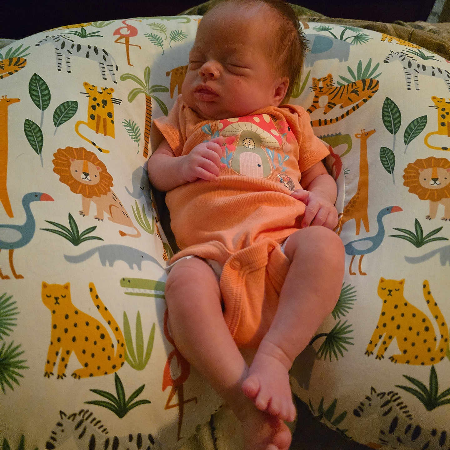 Everly joined the competition — help win amazing prizes! animal, baby, bear, bird, blanket, bodypart, couch, cushion, face, finger, furniture, hand, head, homedecor, newborn, person, photography, pillow, plant, portrait