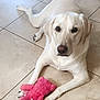 animal, canine, companion, cute, dog, domestic_animal, floor, household, indoor, laying_down, light_colored_dog, looking_at_camera, paws, pet, pet_toy, playful, plush_toy, relaxed, tile_floor, toy