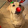 animal, cute, decorations, dog, domestic_animal, ears, festive, floor, holiday, indoor, labrador, looking_up, pet, red_nose, reindeer_antlers, sitting, snout, tile_floor, toy, yellow_labrador
