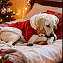 bed, blanket, christmas_lights, christmas_tree, cozy, decorations, dog, festive, gift_box, holiday, indoors, ornaments, pillow, relaxing, santa_outfit, soft_toys, teddy_bear, warm_lighting, white_dog, winter