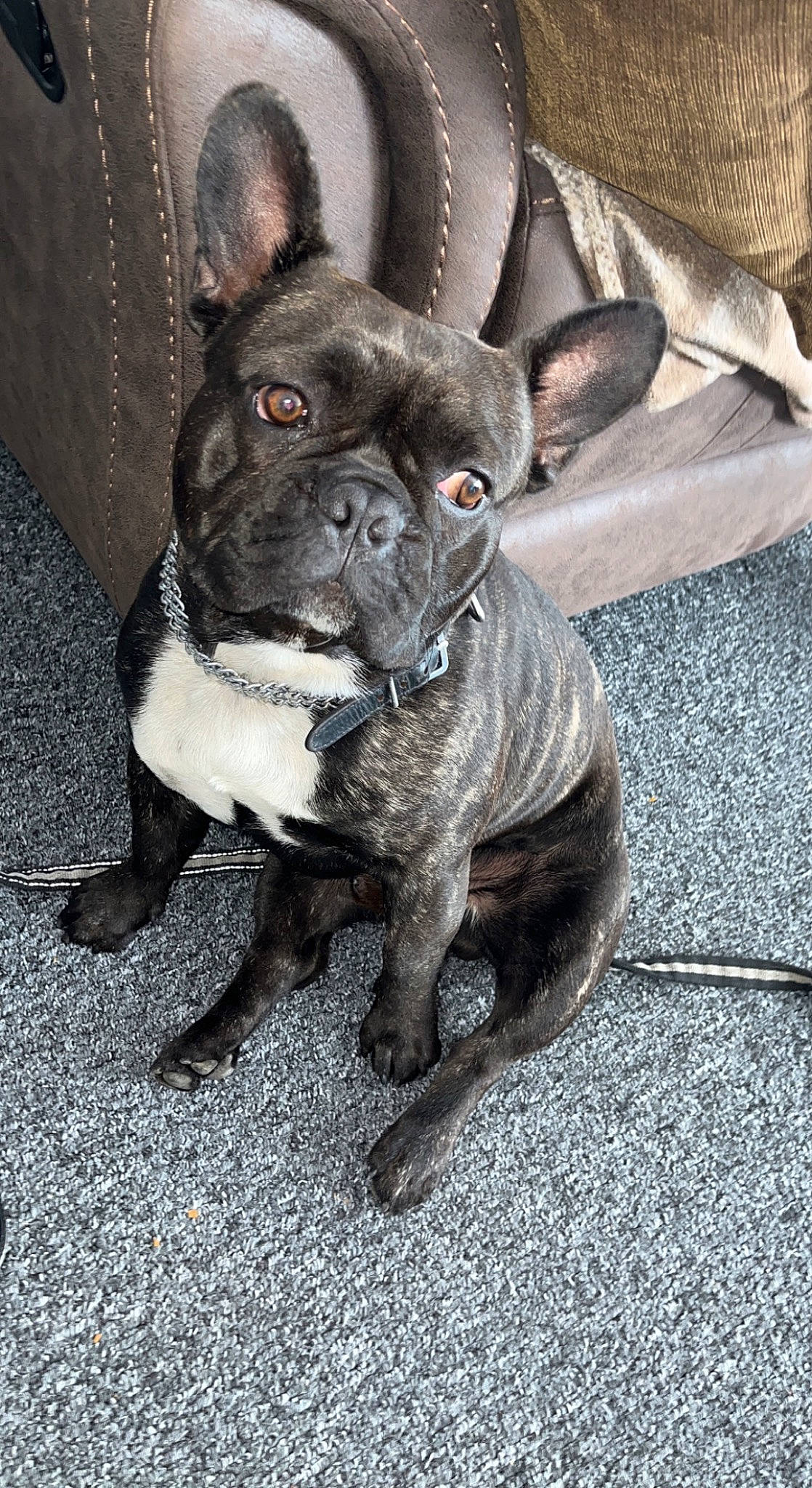 Bobbie is registered to the contest to win money with this photo: bulldog, canidae, carmine, carnivore, collar, companion_dog, dog, dog_breed, dog_collar, ear, fawn, french_bulldog, grey, snout, sporting_group, terrestrial_animal, toy_dog, whiskers, working_animal, wrinkle