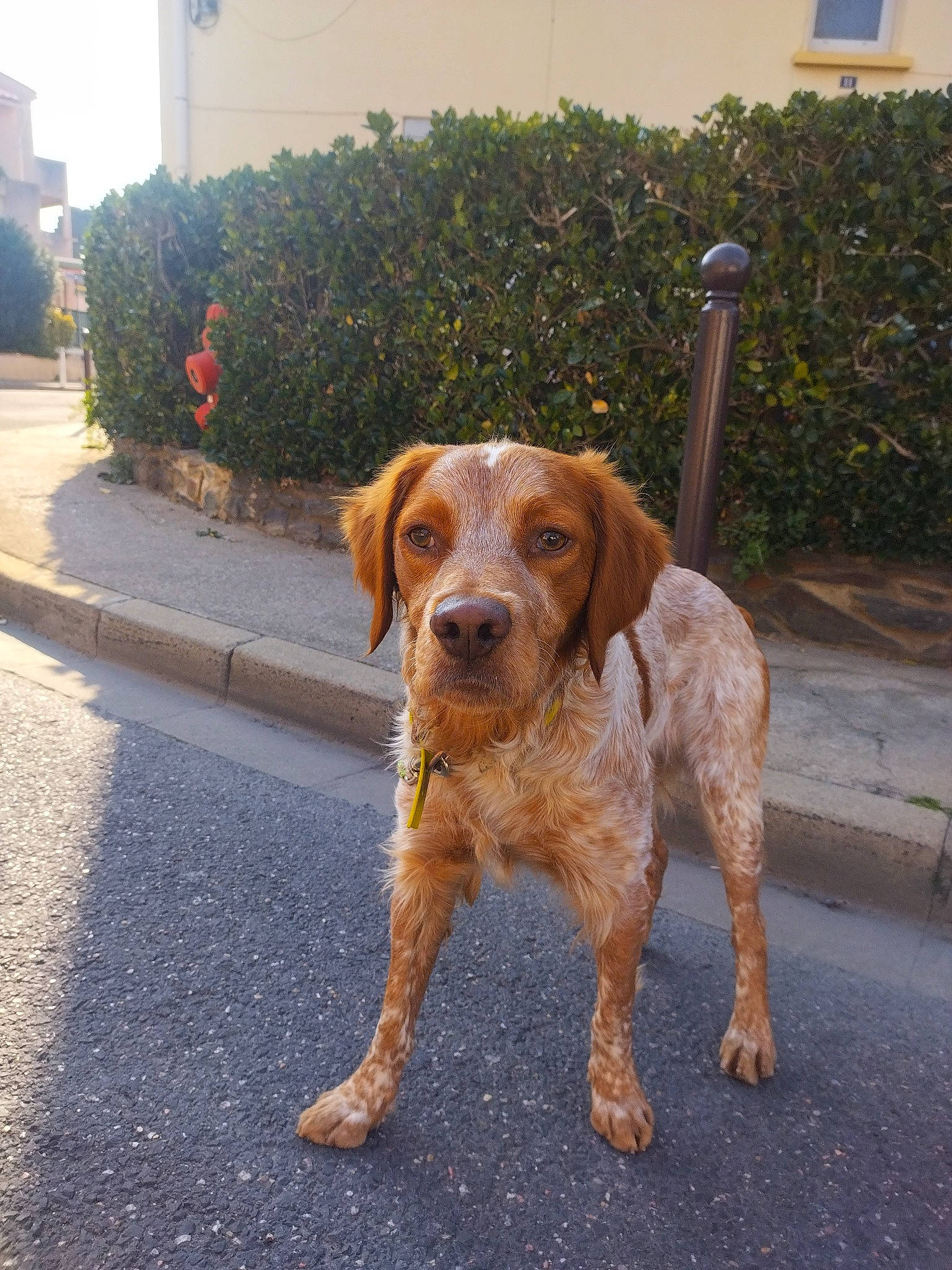 Toc a rejoint le concours — aidez-le/la à gagner de superbes lots ! asphalt, canidae, carnivore, companion_dog, dog, dog_breed, fawn, gun_dog, hunting_dog, liver, plant, road, road_surface, sidewalk, sporting_group, tail, tar, working_animal, working_dog