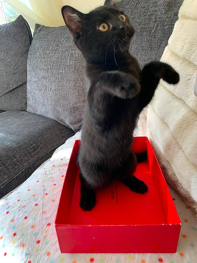 Karr joined the competition — help win amazing prizes! asian, black_cat, bombay, british_shorthair, burmese, carnivore, cat, chartreux, domestic_short_haired_cat, felidae, havana_brown, kitten, korat, mammal, russian_blue, small_to_medium_sized_cats, snout, tail, vertebrate, whiskers