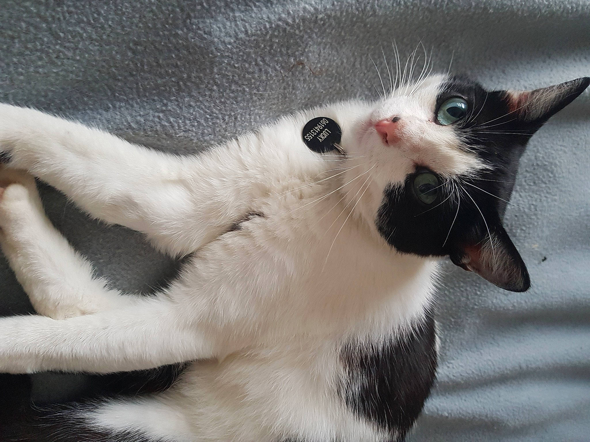 Lucky participe au concours pour gagner de l'argent avec cette photo : balinese, carnivore, cat, claw, comfort, domestic_short_haired_cat, fawn, felidae, fur, paw, small_to_medium_sized_cats, snout, tail, terrestrial_animal, thai, whiskers