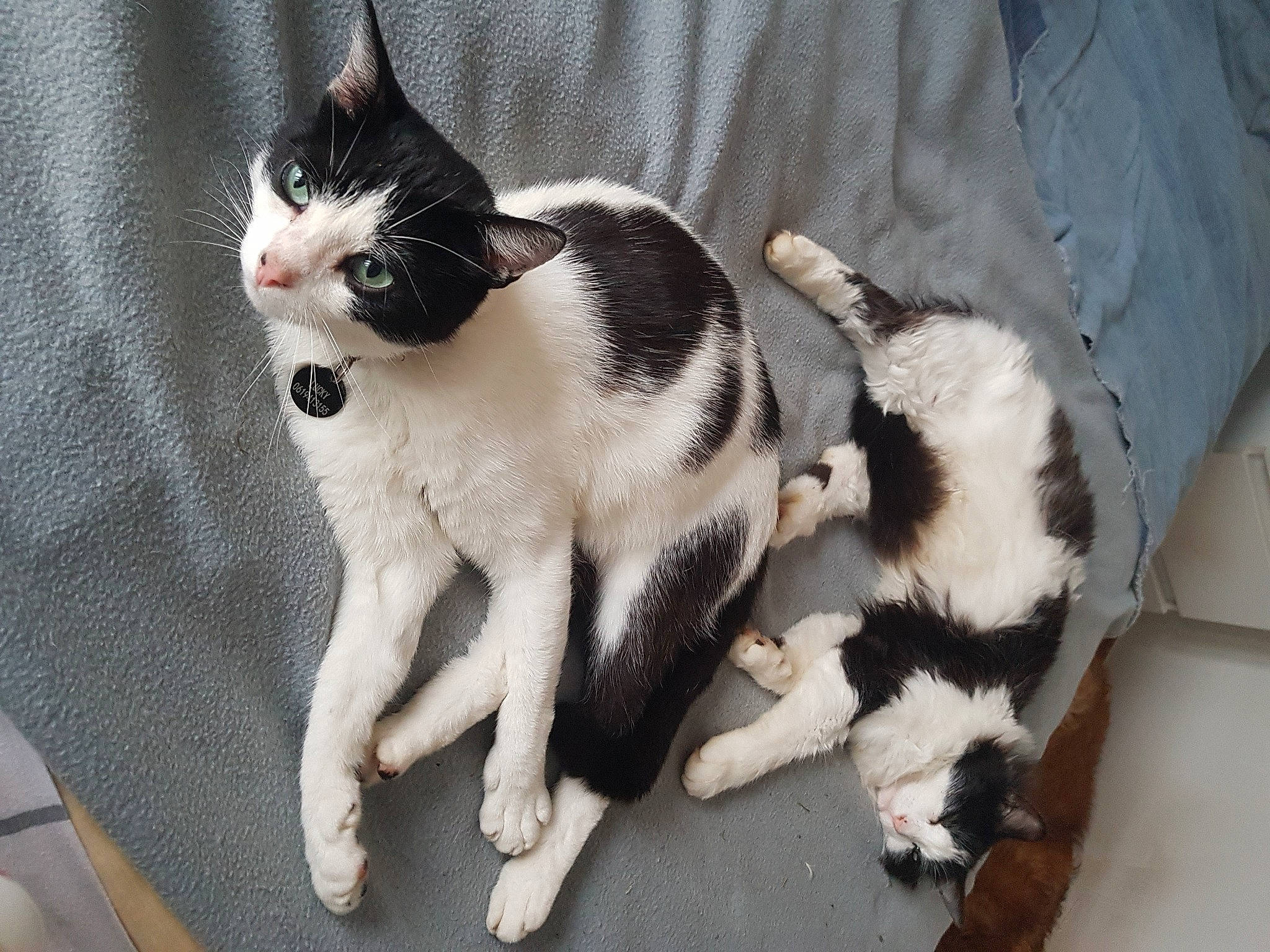 Lucky a rejoint le concours — aidez-le/la à gagner de superbes lots ! carnivore, cat, claw, domestic_short_haired_cat, eye, felidae, formal_wear, fur, mammal, paw, sitting, small_to_medium_sized_cats, snout, tail, terrestrial_animal, whiskers