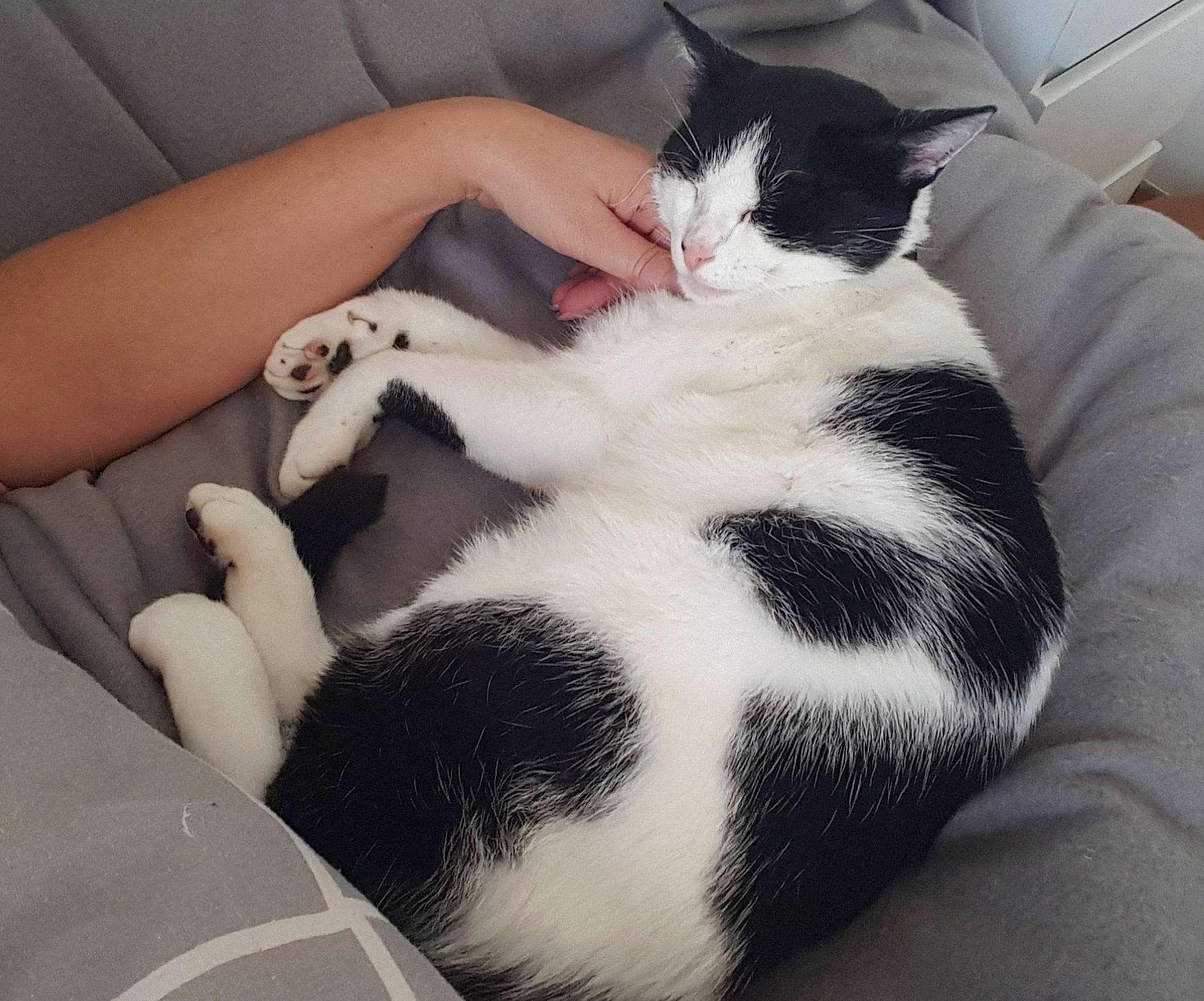 Lucky a rejoint le concours — aidez-le/la à gagner de superbes lots ! arm, carnivore, cat, comfort, domestic_short_haired_cat, elbow, felidae, foot, fur, hand, human_leg, lap, nail, nap, sitting, small_to_medium_sized_cats, snout, thigh, vertebrate, whiskers