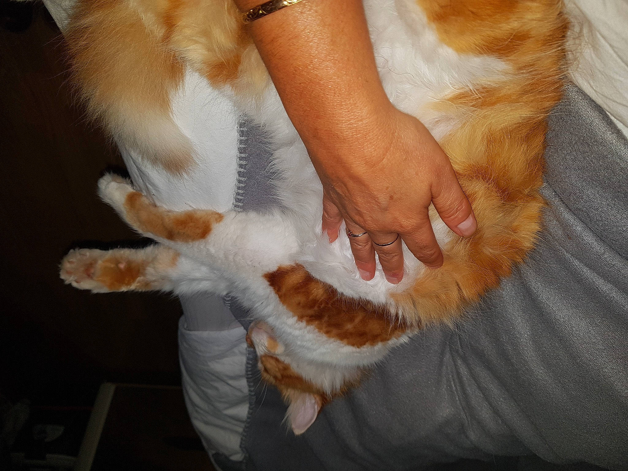 Milo a rejoint le concours — aidez-le/la à gagner de superbes lots ! barefoot, carnivore, cat, comfort, companion_dog, fawn, felidae, finger, foot, gesture, human_leg, knee, mammal, nail, small_to_medium_sized_cats, tail, thigh, toe, vertebrate, whiskers