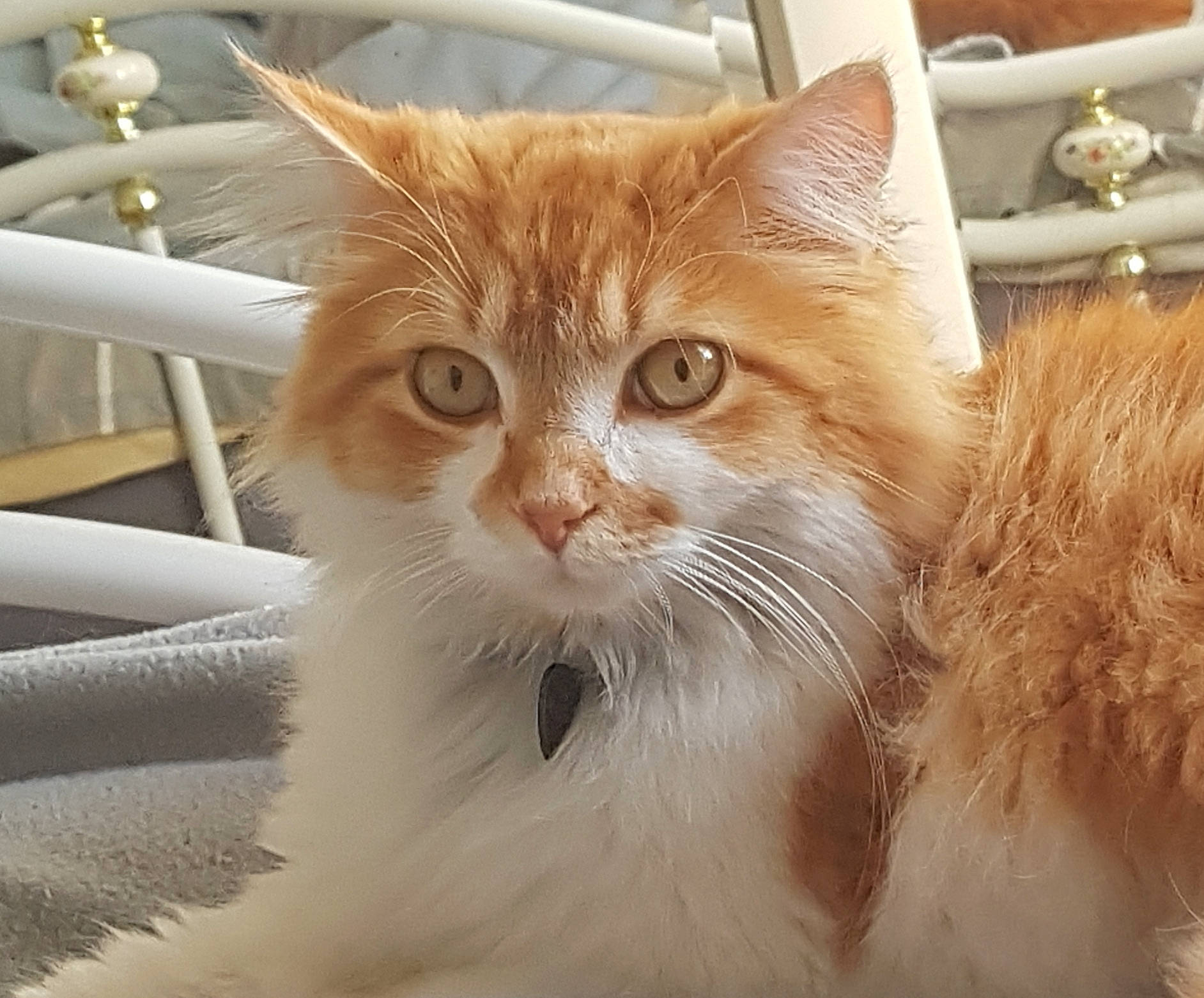 Milo participe au concours pour gagner de l'argent avec cette photo : carnivore, cat, claw, domestic_short_haired_cat, eye, fawn, felidae, fur, hair, head, iris, small_to_medium_sized_cats, snout, tail, terrestrial_animal, tree, whiskers, window, wood