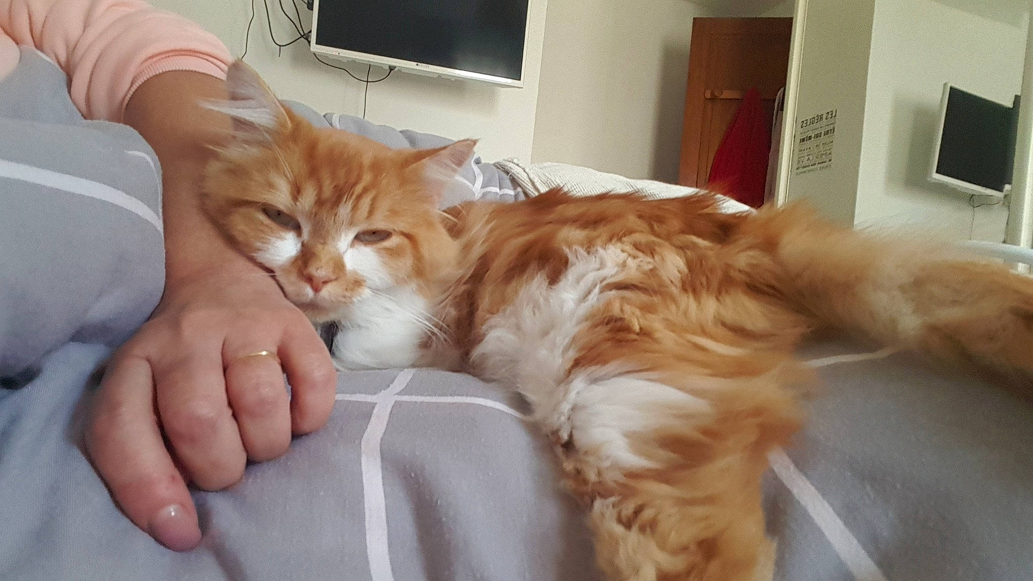 Milo participe au concours pour gagner de l'argent avec cette photo : bed, carnivore, cat, comfort, companion_dog, couch, domestic_short_haired_cat, fawn, felidae, fur, hardwood, lap, linens, picture_frame, room, small_to_medium_sized_cats, tail, wall_plate, whiskers, wood