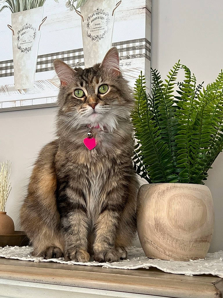 Stella joined the competition — help win amazing prizes! box, carnivore, cat, domestic_short_haired_cat, felidae, flowerpot, fur, grass, herb, houseplant, maine_coon, plant, serveware, sitting, small_to_medium_sized_cats, terrestrial_animal, terrestrial_plant, vase, whiskers, window