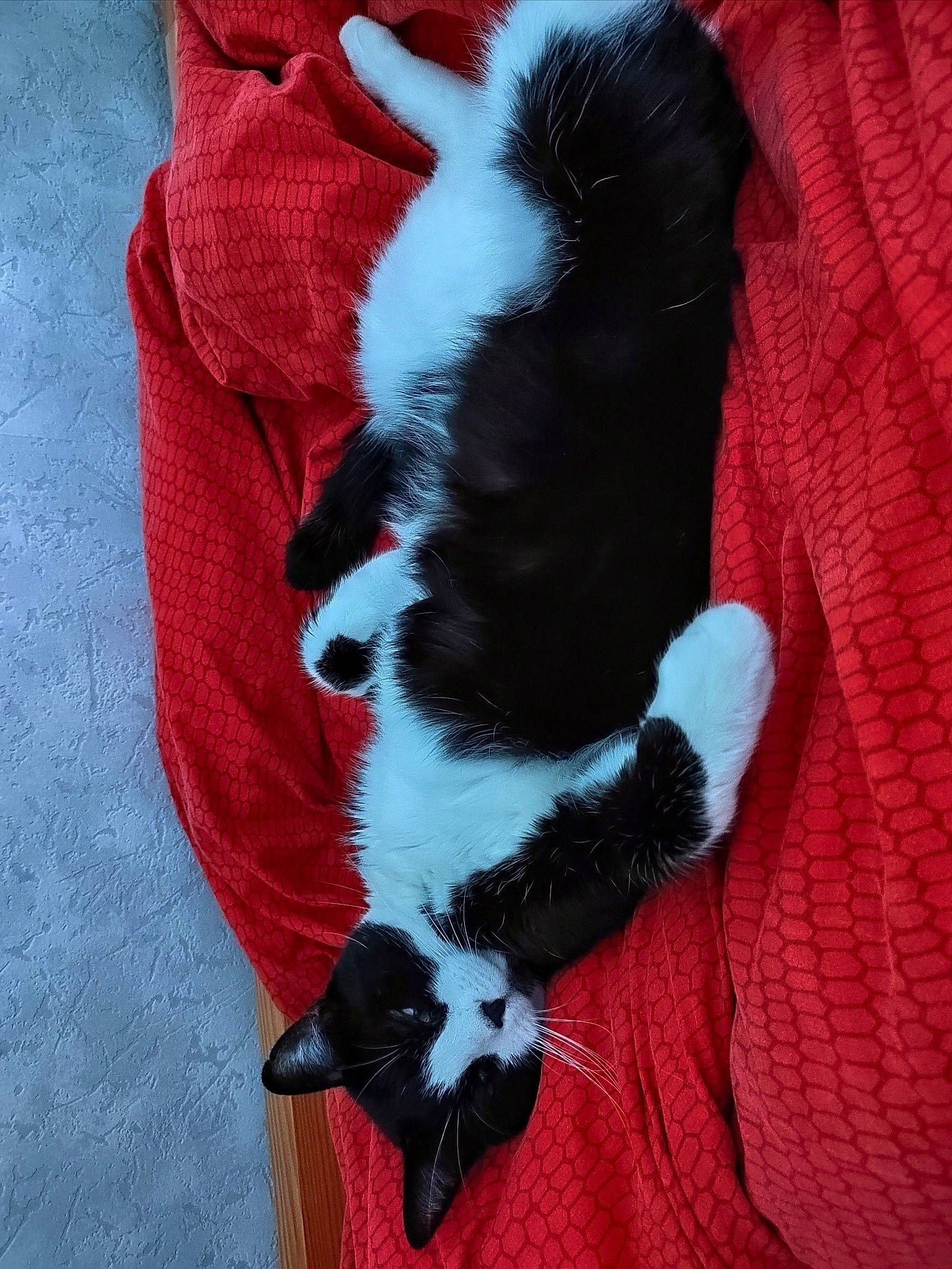 Felix a rejoint le concours — aidez-le/la à gagner de superbes lots ! canidae, carmine, carnivore, cat, cat_supply, claw, comfort, companion_dog, dog_breed, electric_blue, fawn, felidae, fur, pattern, paw, small_to_medium_sized_cats, snout, tail, textile, whiskers