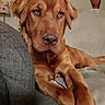 animal, brown, canine, closeup, companion, couch, dog, domestic_animal, friendly, fur, golden_retriever, home, indoor, living_room, looking, mammal, pet, portrait, relaxed, resting