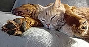 Mani participe au concours pour gagner de l'argent avec cette photo : animal, cat, closeup, comfortable, companion, couch, cozy, cute, dog, domestic, friendship, fur, indoor, nap, paw, pet, relaxing, resting, sleeping, soft