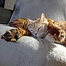 animal, cat, closeup, comfortable, companion, couch, cozy, cute, dog, domestic, friendship, fur, indoor, nap, paw, pet, relaxing, resting, sleeping, soft