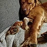 Mani a rejoint le concours — aidez-le/la à gagner de superbes lots ! animal, blanket, bone, canine, comfort, companion, couch, cozy, cute, dog, fur, golden_retriever, home, indoor, paw, pet, relaxing, rest, sleep, sleeping