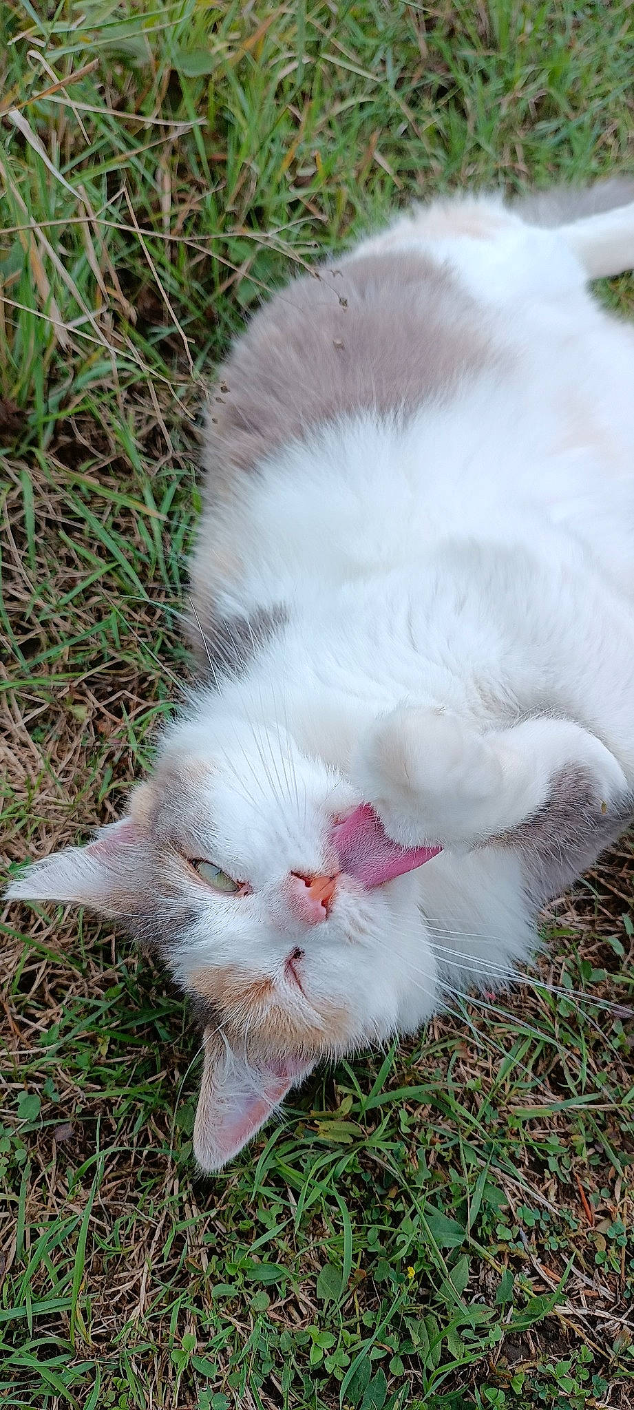 Mirabelle a rejoint le concours — aidez-le/la à gagner de superbes lots ! carnivore, cat, domestic_short_haired_cat, fawn, felidae, fur, grass, herbaceous_plant, paw, plant, small_to_medium_sized_cats, snout, tail, terrestrial_animal, whiskers