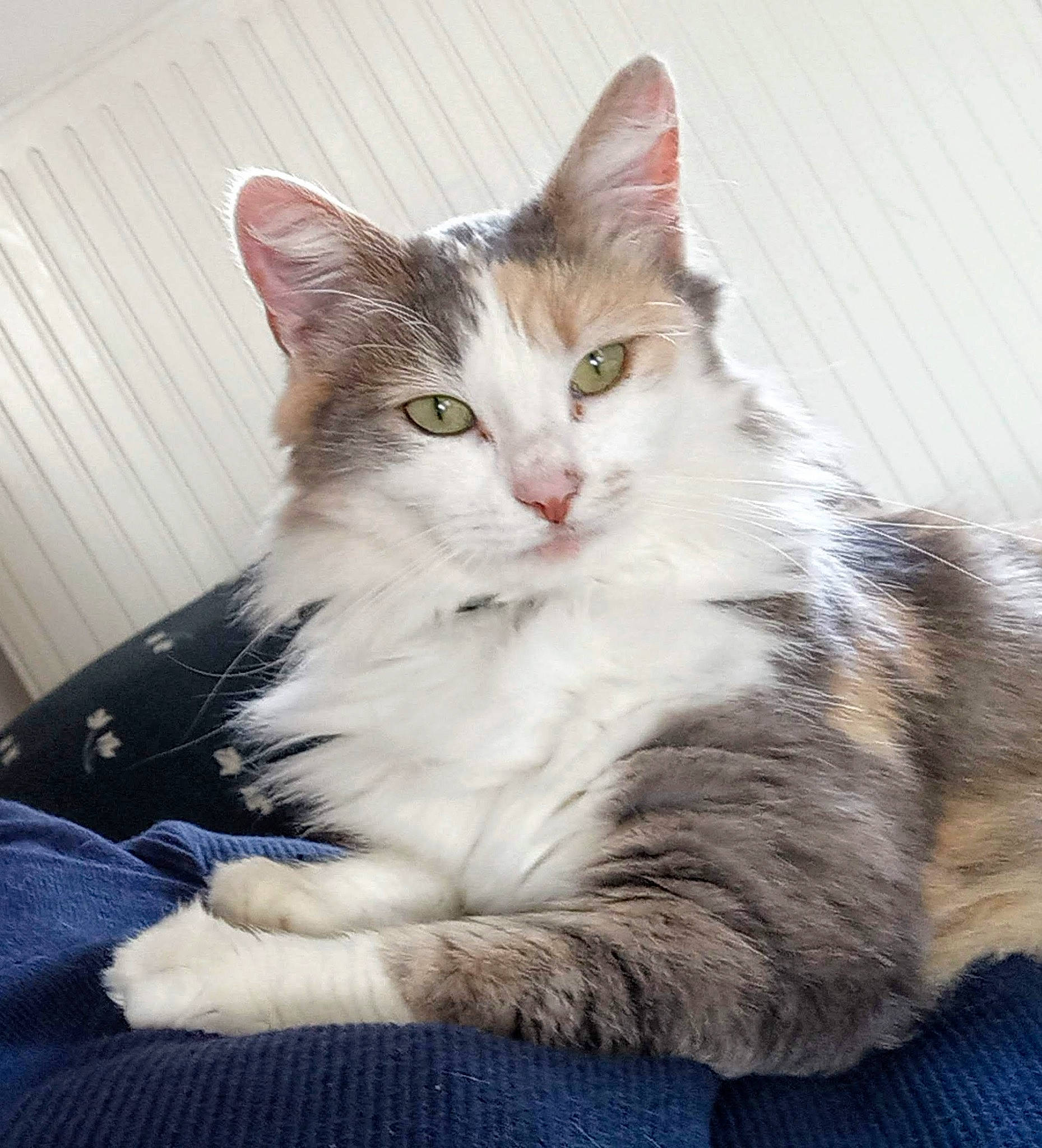 Mirabelle participe au concours pour gagner de l'argent avec cette photo : carnivore, cat, claw, comfort, domestic_short_haired_cat, eye, felidae, fur, iris, paw, sitting, small_to_medium_sized_cats, tail, whiskers