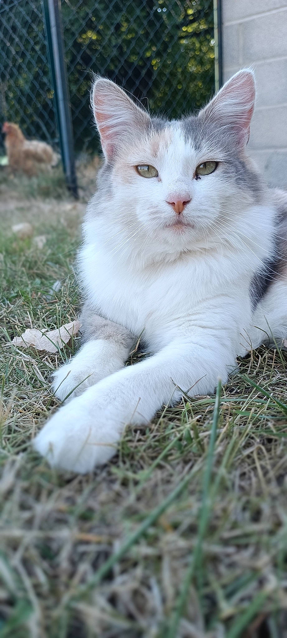 Mirabelle a rejoint le concours — aidez-le/la à gagner de superbes lots ! carnivore, cat, claw, domestic_short_haired_cat, fawn, felidae, fur, grass, groundcover, paw, plant, sitting, small_to_medium_sized_cats, snout, soil, tail, terrestrial_animal, tree, whiskers, wildlife