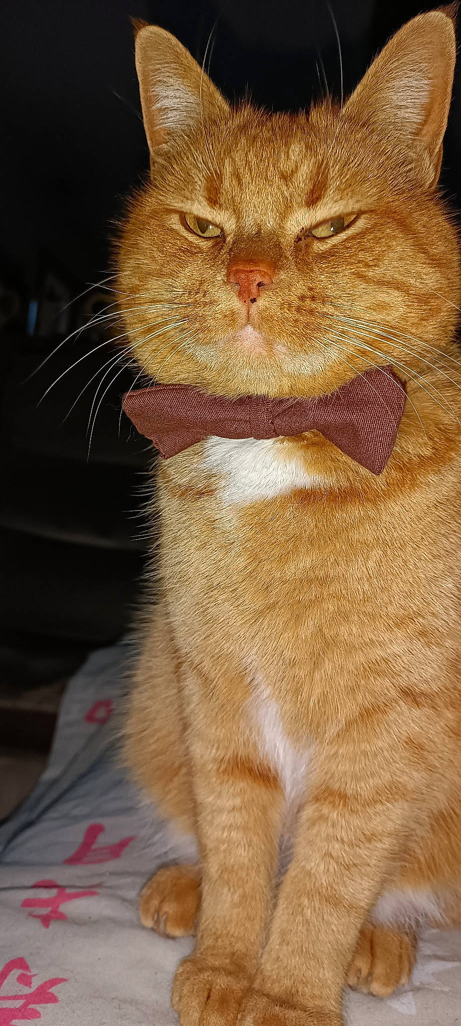 Rupert a rejoint le concours — aidez-le/la à gagner de superbes lots ! carnivore, cat, close_up, collar, domestic_short_haired_cat, eye, fawn, felidae, fur, head, peach, small_to_medium_sized_cats, snout, tail, terrestrial_animal, whiskers