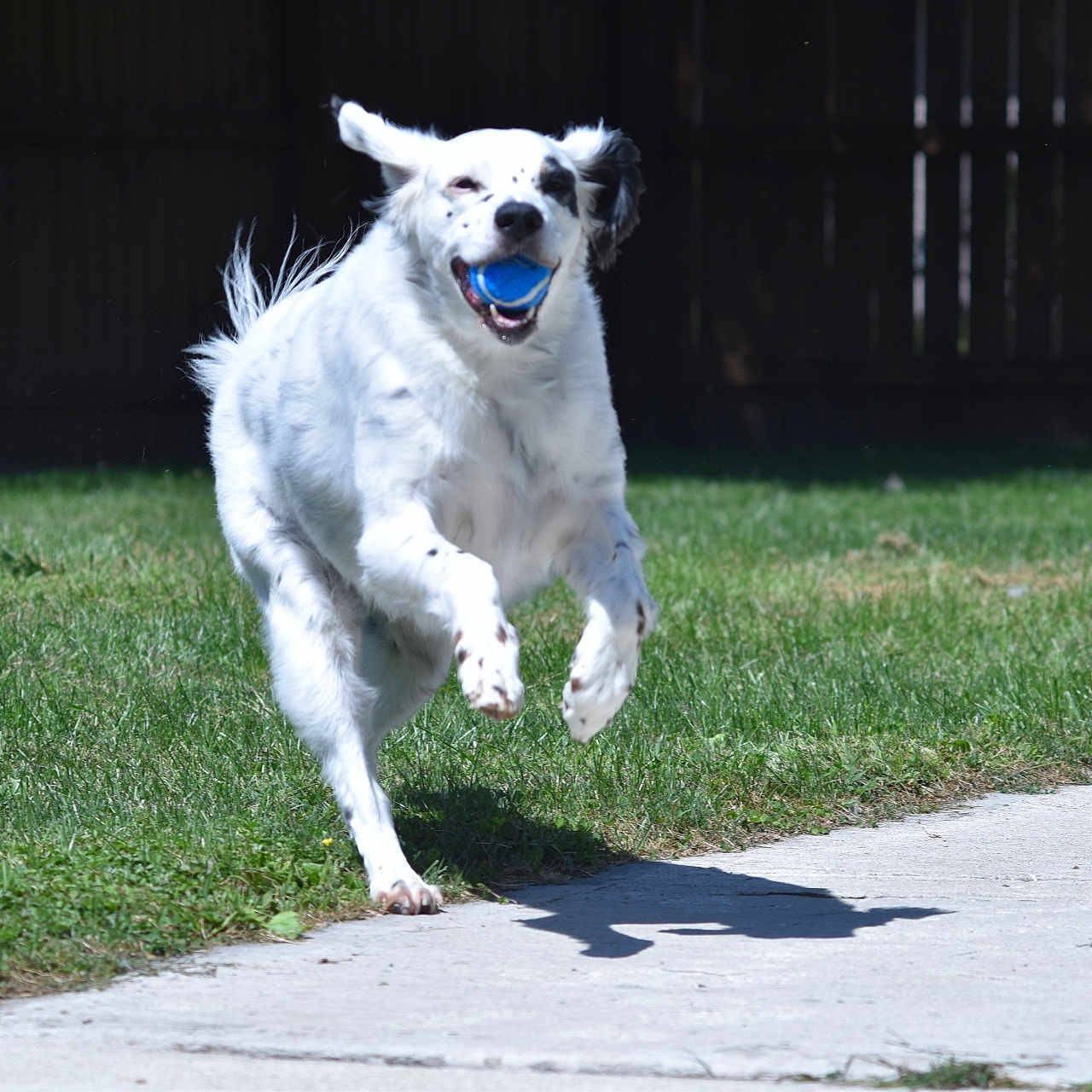 Spyke is registered to the contest to win money with this photo: active, animal, blue_ball, canine, daytime, dog, energetic, fence, fun, grass, grass_lawn, happy, motion, outdoor, pet, playful, running, spotted, sunlight, white_dog