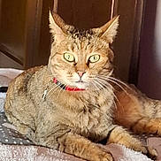 Belle a rejoint le concours — aidez-le/la à gagner de superbes lots ! cat, tabby, green_eyes, collar, pet, indoor, feline, fur, resting, cozy, blanket, wooden_background, animal, whiskers, cute, relaxed, mammal, domestic, laying, closeup