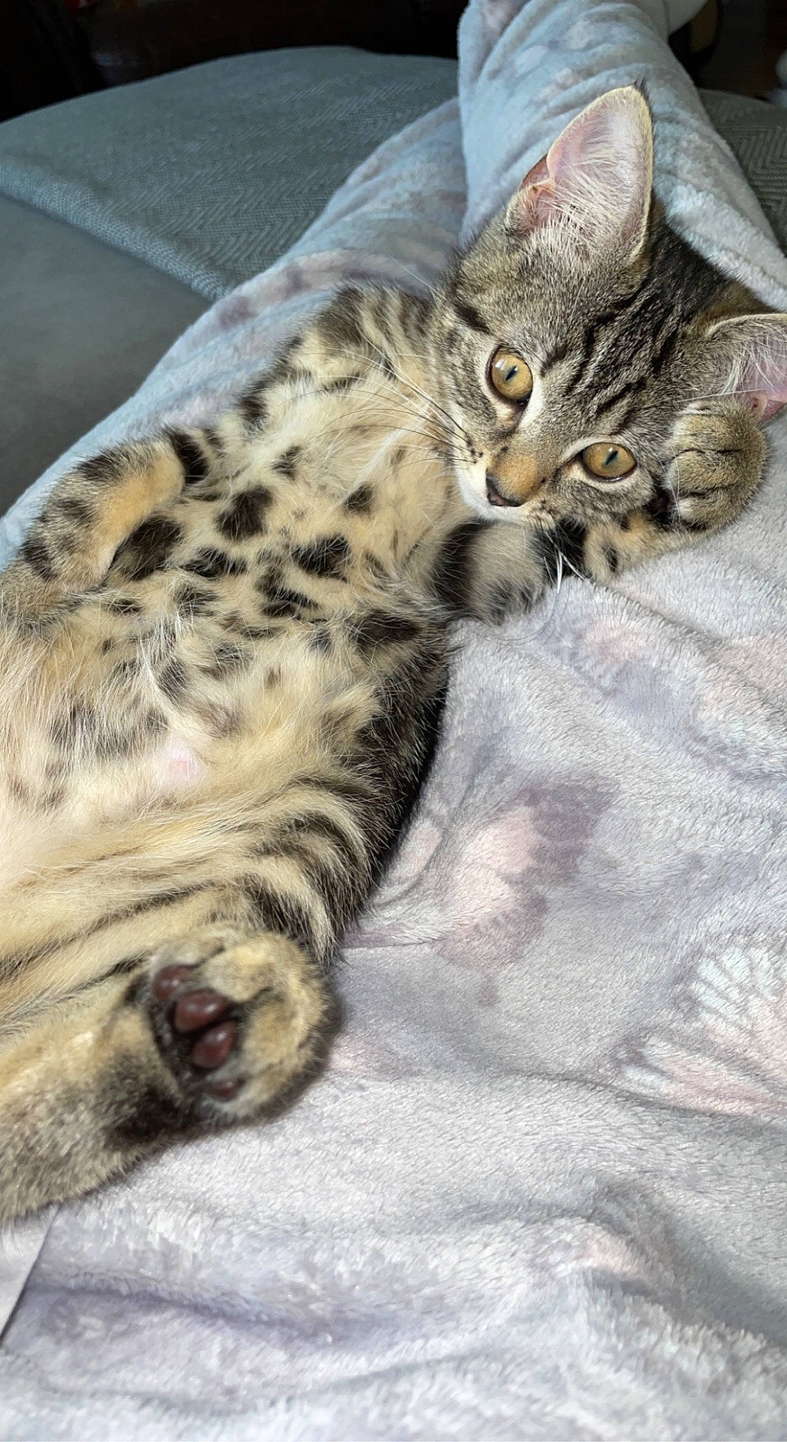 Missy is registered to the contest to win money with this photo: big_cats, carnivore, cat, cat_bed, claw, domestic_short_haired_cat, felidae, fur, leopard, pattern, paw, small_to_medium_sized_cats, snout, snow_leopard, tail, terrestrial_animal, whiskers, wildlife