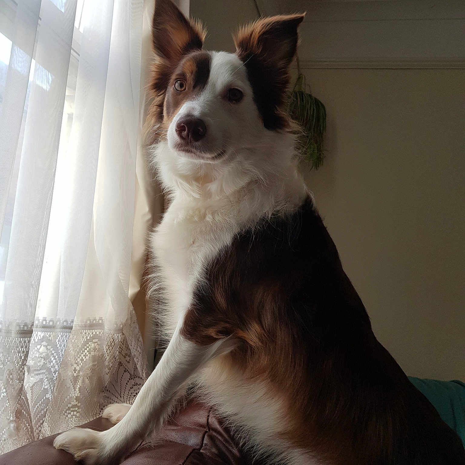 Sunny is registered to the contest to win money with this photo: border_collie, companion_dog, dog, dog_breed, dog_breed_group, dog_like_mammal, fur, snout, whiskers