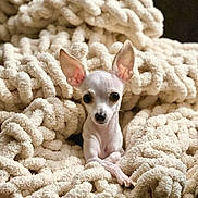 Peewee is registered to the contest to win money with this photo: adorable, animal, blanket, chihuahua, comfort, cozy, cute, dog, ears, face, fur, indoor, knit, looking, pet, puppy, resting, small_dog, soft_texture, warm