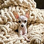 adorable, animal, blanket, chihuahua, comfort, cozy, cute, dog, ears, face, fur, indoor, knit, looking, pet, puppy, resting, small_dog, soft_texture, warm