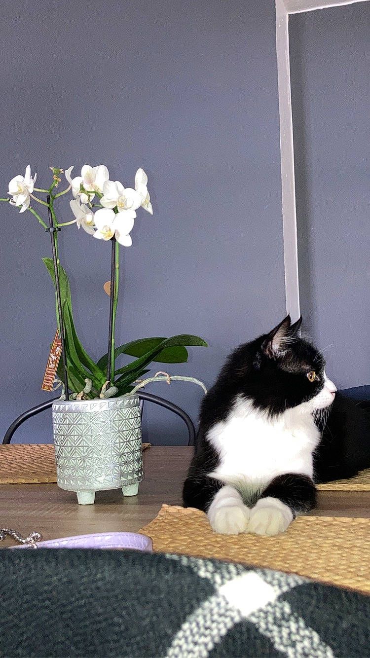 Touffu a rejoint le concours — aidez-le/la à gagner de superbes lots ! artificial_flower, carnivore, cat, felidae, flooring, flower, flowerpot, fur, houseplant, pedicel, petal, plant, small_to_medium_sized_cats, tail, terrestrial_plant, textile, vase, whiskers, window, wood