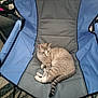 Baby Kitty joined the competition — help win amazing prizes! animal, blue_chair, carpet, cat, chair, cozy, domestic_animal, feline, four_legs, fur, gray_chair, indoor, pet, quiet, relaxed, resting, seated, striped_tail, tail, whiskers