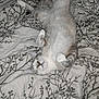 Baby Kitty is registered to the contest to win money with this photo: animal, bed, blanket, cat, comfort, cozy, cute, domestic, fur, indoor, mammal, nap, pattern, paws, pet, relaxing, resting, sleeping, soft, whiskers
