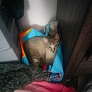 Baby Kitty joined the competition — help win amazing prizes! aldi, cat, clothing, corner, cozy, curious, domestic_animal, fabric, furniture, gray, household, indoor, pet, pink, relaxed, resting, shopping_bag, striped_cat, sweater, texture