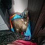 aldi, cat, clothing, corner, cozy, curious, domestic_animal, fabric, furniture, gray, household, indoor, pet, pink, relaxed, resting, shopping_bag, striped_cat, sweater, texture