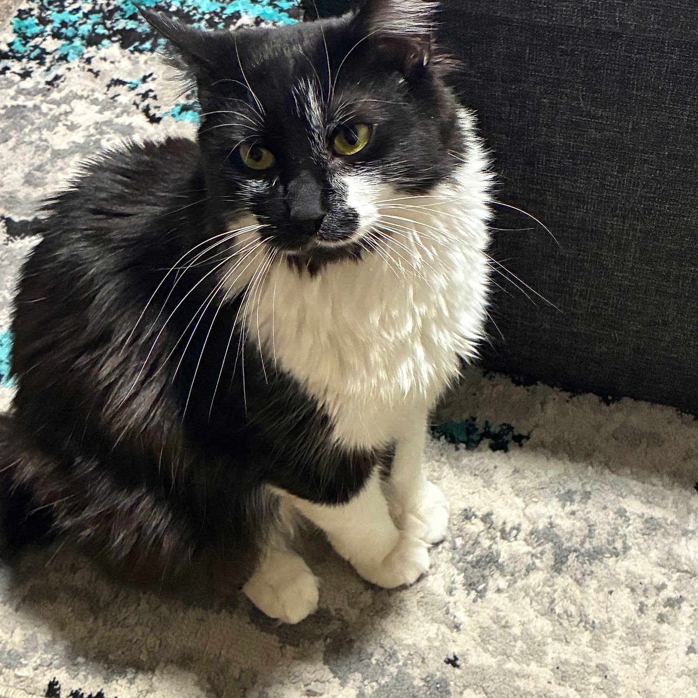 Oreo