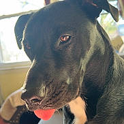 Rainbow joined the competition — help win amazing prizes! dog, black_dog, tongue_out, indoor, couch, window, sunlight, pet, animal, close_up, white_patch, fur, canine, domestic_animal, sitting, playful, adorable, house, relaxed, companion